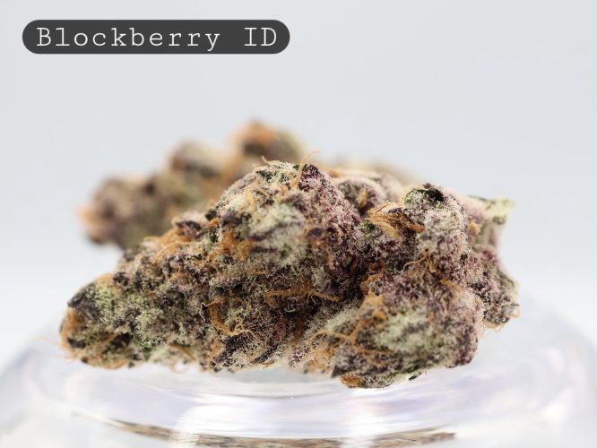 Indoor Blackberry_Cannabis Bud_Indoor_Hydro Cannabis_Premium Indoor Flower_The Dope Warehouse