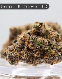 Indoor Caribbean Breeze_Cannabis Bud_Indoor_Hydro Cannabis_Premium Indoor Flower_The Dope Warehouse