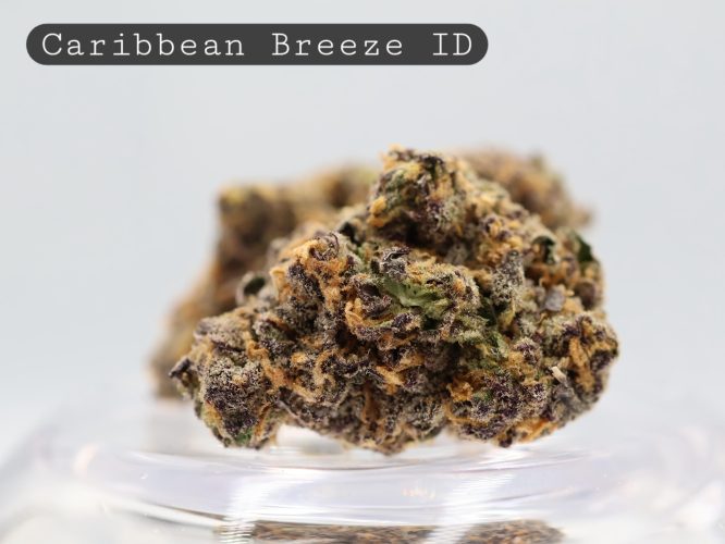 Indoor Caribbean Breeze_Cannabis Bud_Indoor_Hydro Cannabis_Premium Indoor Flower_The Dope Warehouse