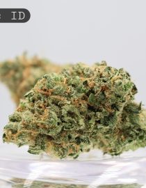 Indoor Elvis_Cannabis Bud_Indoor_Hydro Cannabis_Premium Indoor Flower_The Dope Warehouse