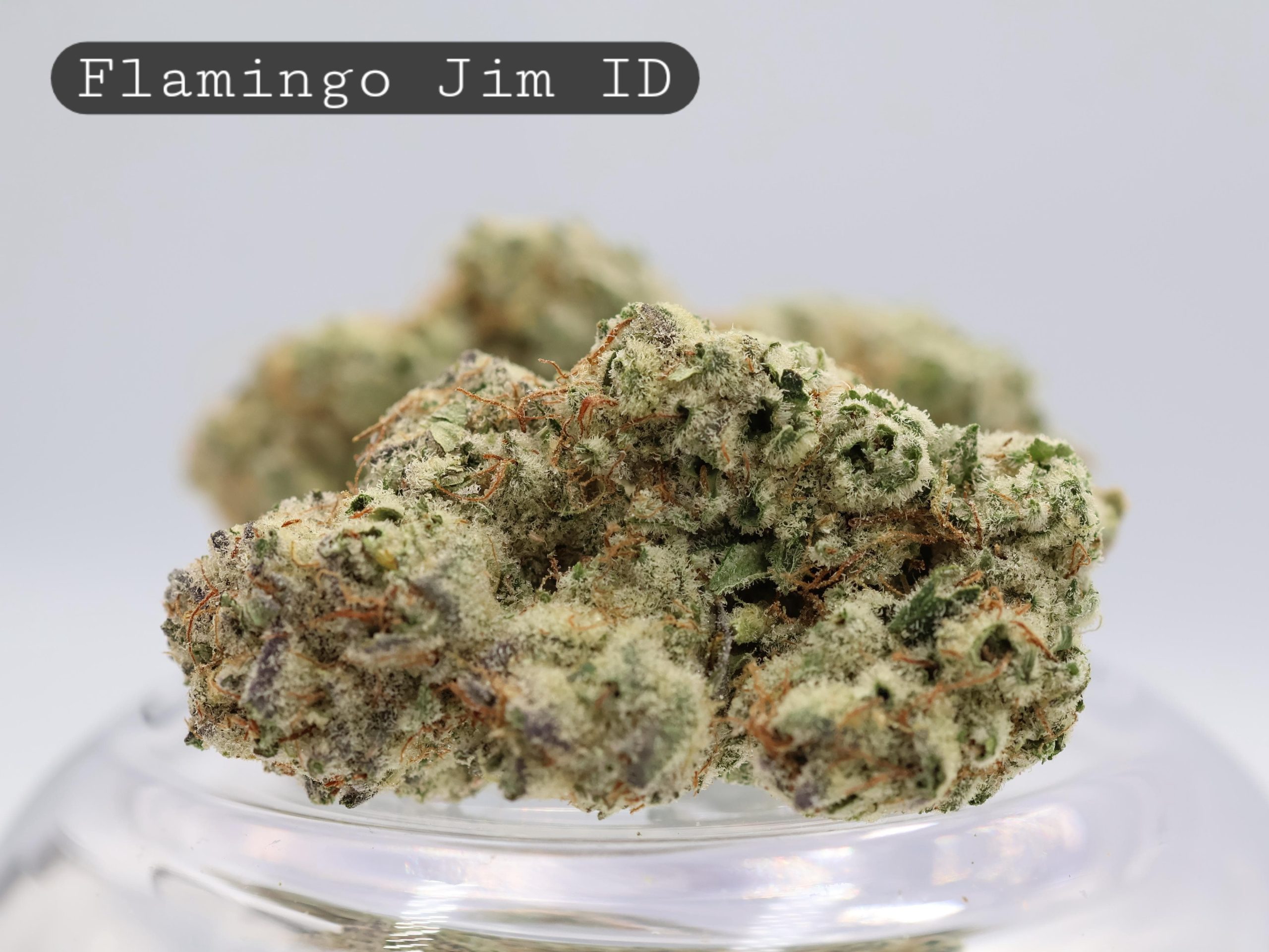 Indoor Flamingo Jim_Indoor Flower_Hydro Bud_Indoor Cannabis_Indoor Weed_Flower_Bud_The Dope Warehouse