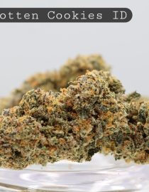 Indoor Forgotten Cookies_Indoor Flower_Hydro Bud_Indoor Cannabis_Indoor Weed_Flower_Bud_The Dope Warehouse
