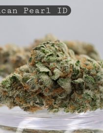 Indoor Jamaican Pearl_Cannabis Bud_Indoor_Hydro Cannabis_Premium Indoor Flower_The Dope Warehouse