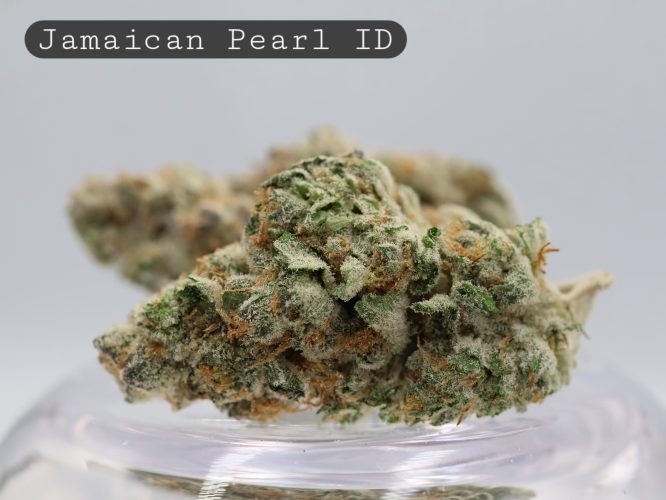 Indoor Jamaican Pearl_Cannabis Bud_Indoor_Hydro Cannabis_Premium Indoor Flower_The Dope Warehouse