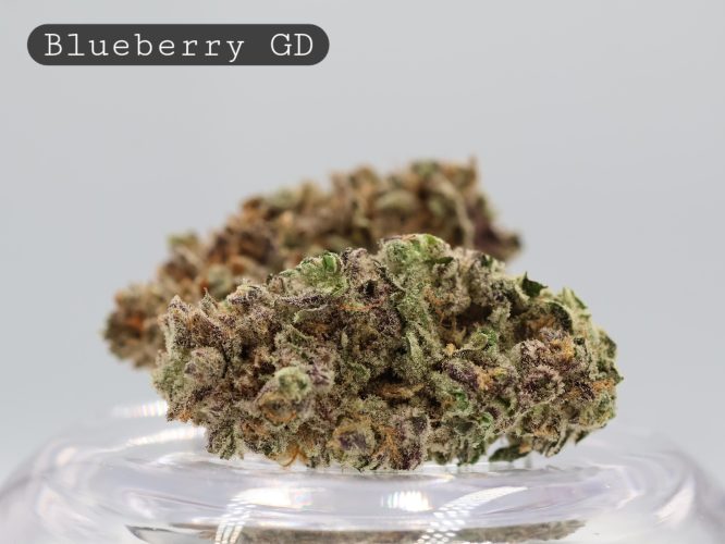 Greendoor-Blueberry_Cannabis-Flower_The-Dope-Warehouse