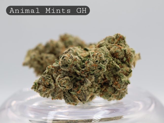 Greenhouse-Animal-Mints_Cannabis-Flower_The-Dope-Warehouse