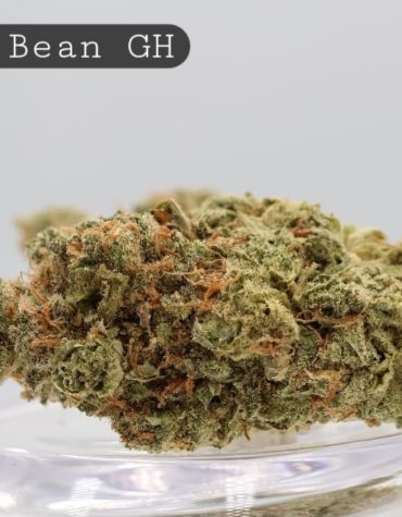 Greenhouse-Jolly-Bean_Cannabis-Flower_The-Dope-Warehouse