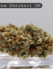 Greenhouse-Rainbow-Sherbert_Cannabis-Flower_The-Dope-Warehouse