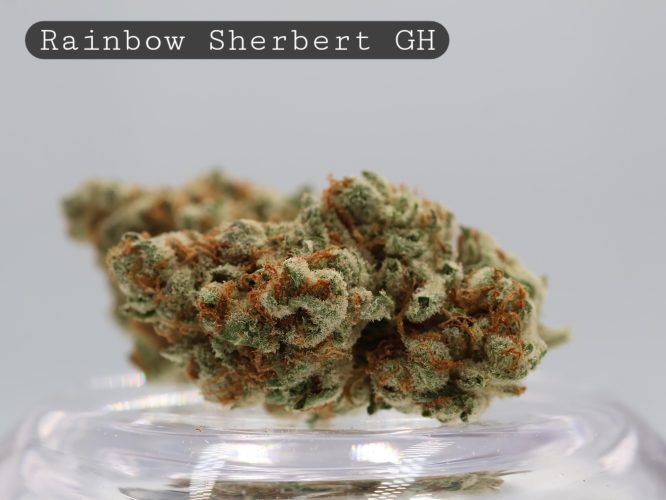 Greenhouse-Rainbow-Sherbert_Cannabis-Flower_The-Dope-Warehouse