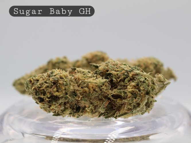 Greenhouse-Sugar-Baby_Cannabis-Flower_The-Dope-Warehouse
