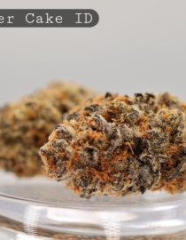 Indoor-Monster-Cake_Cannabis-Flower_The-Dope-Warehouse