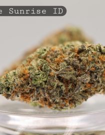 Indoor-Purple-Sunrise_Cannabis-Flower_The-Dope-Warehouse