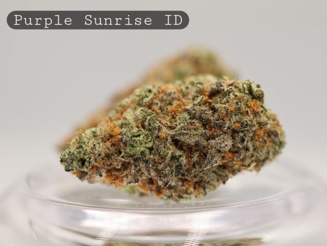 Indoor-Purple-Sunrise_Cannabis-Flower_The-Dope-Warehouse