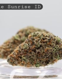 Indoor-Purple-Sunrise_Cannabis-Flower_The-Dope-Warehouse