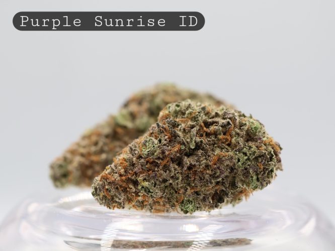 Indoor-Purple-Sunrise_Cannabis-Flower_The-Dope-Warehouse