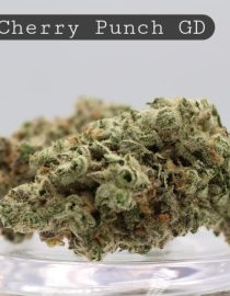 Greendoor-Black-Cherry-Punch_Cannabis-Flower_The-Dope-Warehouse
