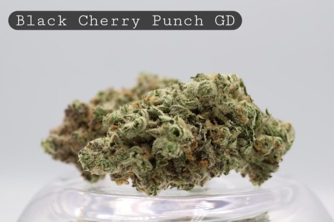 Greendoor-Black-Cherry-Punch_Cannabis-Flower_The-Dope-Warehouse