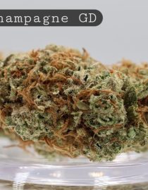 Greendoor-Pink-Champagne_Cannabis-Flower_The-Dope-Warehouse