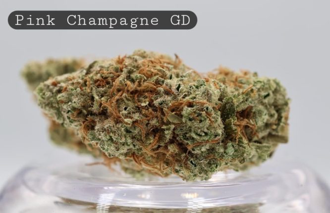 Greendoor-Pink-Champagne_Cannabis-Flower_The-Dope-Warehouse