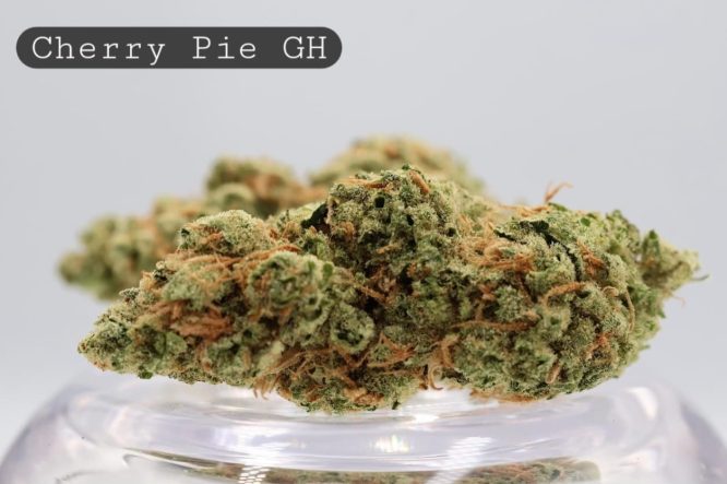 Greenhouse-Cherry-Pie_Cannabis-Flower_The-Dope-Warehouse