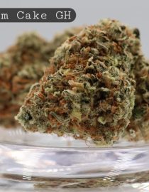 Greenhouse-Ice-Cream-Cake_Cannabis-Flower_The-Dope-Warehouse