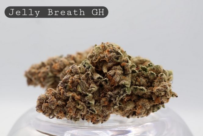 Greenhouse-Jelly-Breath_Cannabis-Flower_The-Dope-Warehouse
