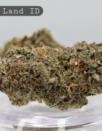 Indoor-Candy-Land_Cannabis-Flower_The-Dope-Warehouse