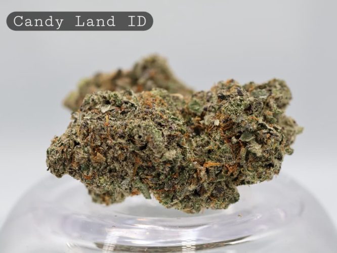 Indoor-Candy-Land_Cannabis-Flower_The-Dope-Warehouse