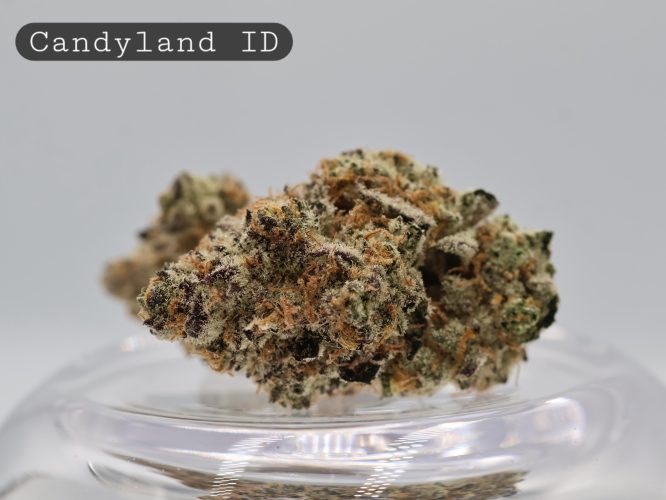 Indoor-Candyland_Cannabis-Flower_The-Dope-Warehouse