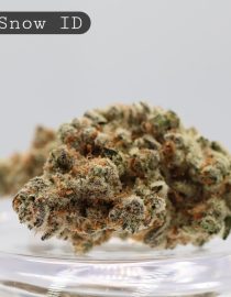 Indoor-Sour-Snow_Cannabis-Flower_The-Dope-Warehouse