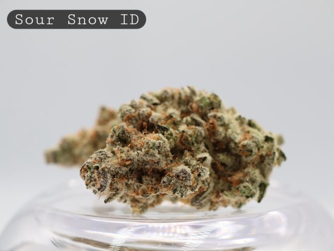 Indoor-Sour-Snow_Cannabis-Flower_The-Dope-Warehouse