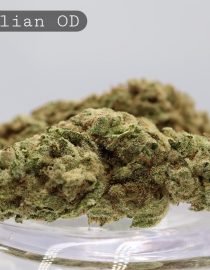 Outdoor-Brazilian_Cannabis-Flower_The-Dope-Warehouse