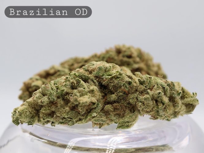 Outdoor-Brazilian_Cannabis-Flower_The-Dope-Warehouse