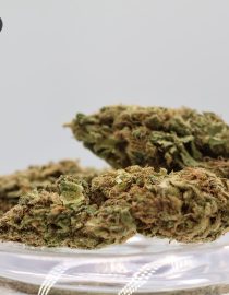 Outdoor-F1_Cannabis-Flower_The-Dope-Warehouse