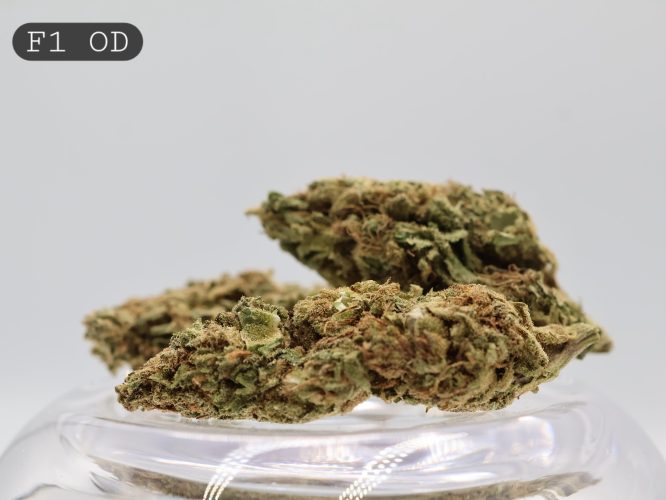 Outdoor-F1_Cannabis-Flower_The-Dope-Warehouse