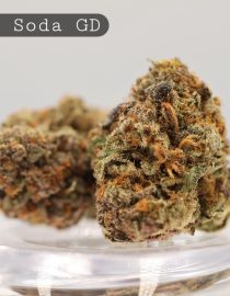 Greendoor-Grape-Soda_Cannabis-Flower_The-Dope-Warehouse