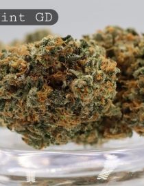 Greendoor-Kush-Mint_Cannabis-Flower_The-Dope-Warehouse