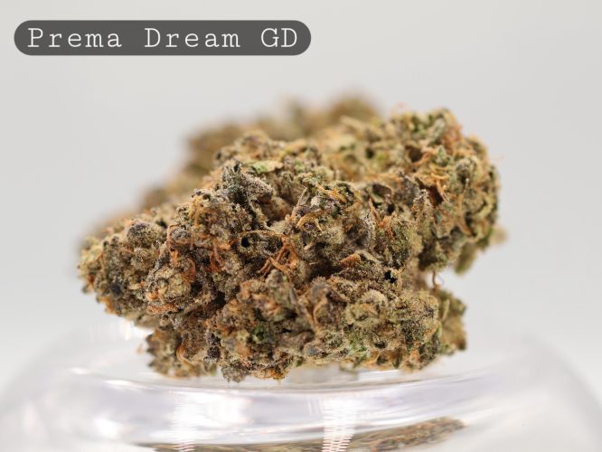 Greendoor-Prema-Dream_Cannabis-Flower_The-Dope-Warehouse