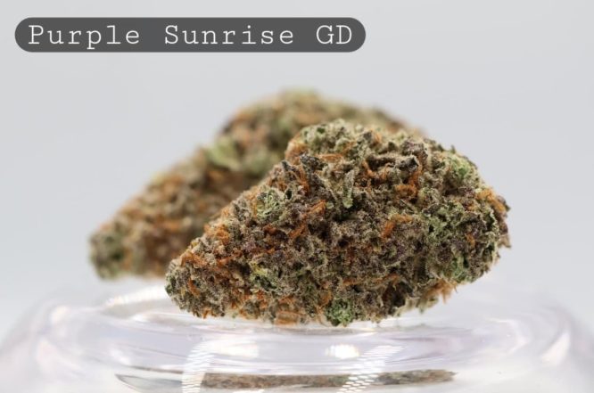 Greendoor-Purple-Sunrise_Cannabis-Flower_The-Dope-Warehouse