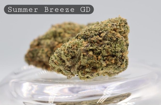 Greendoor-Summer-Breeze_Cannabis-Flower_The-Dope-Warehouse