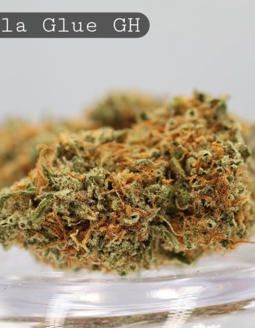 Greenhouse-Gorilla-Glue_Cannabis-Flower_The-Dope-Warehouse