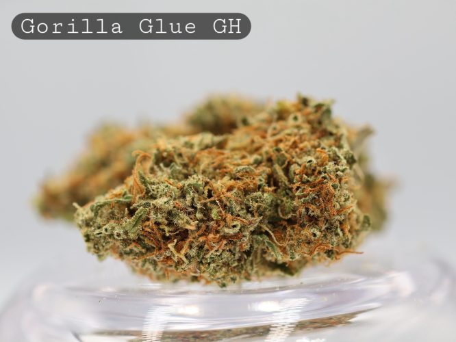 Greenhouse-Gorilla-Glue_Cannabis-Flower_The-Dope-Warehouse