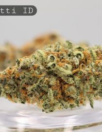 Indoor-Biscotti_Cannabis-Flower_The-Dope-Warehouse