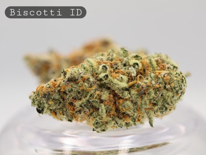 Indoor-Biscotti_Cannabis-Flower_The-Dope-Warehouse
