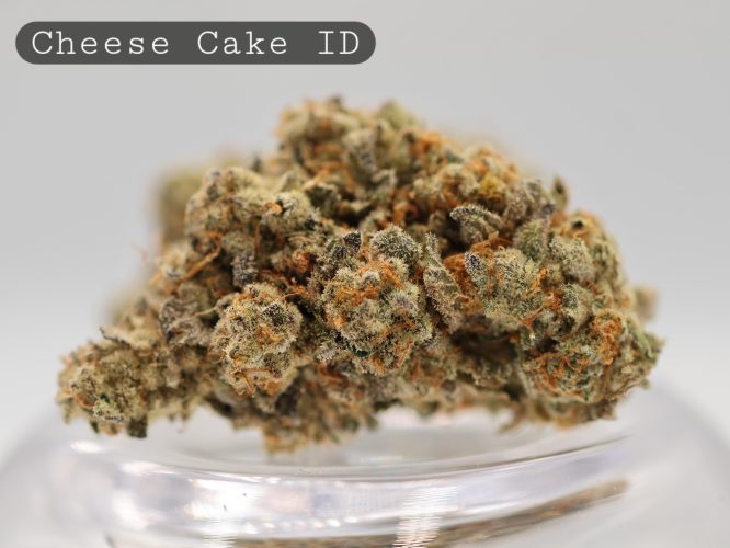 Indoor-Cheese-Cake_Cannabis-Flower_The-Dope-Warehouse
