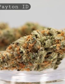 Indoor-Gary-Payton_Cannabis-Flower_The-Dope-Warehouse