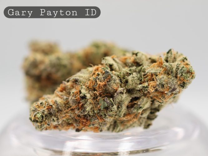 Indoor-Gary-Payton_Cannabis-Flower_The-Dope-Warehouse