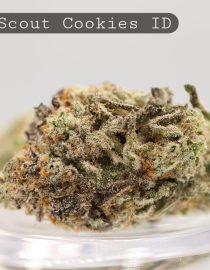 Indoor-Girl-Scout-Cookies_Cannabis-Flower_The-Dope-Warehouse
