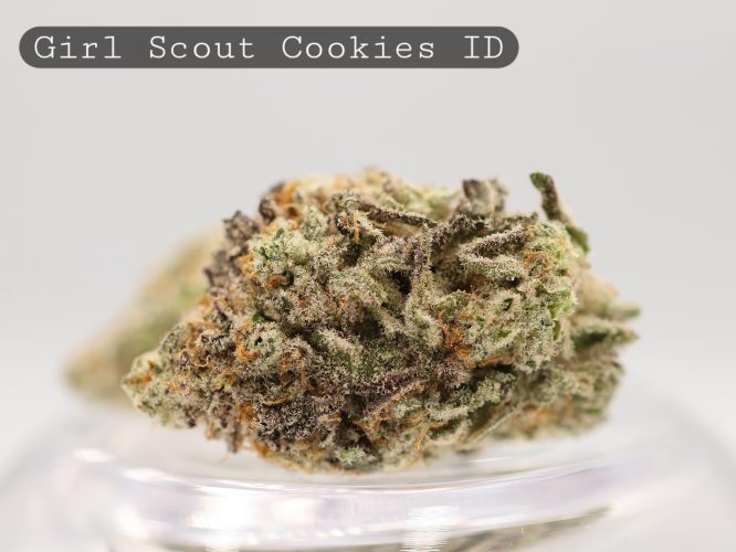 Indoor-Girl-Scout-Cookies_Cannabis-Flower_The-Dope-Warehouse