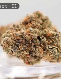 Indoor-Sherbert_Cannabis-Flower_The-Dope-Warehouse